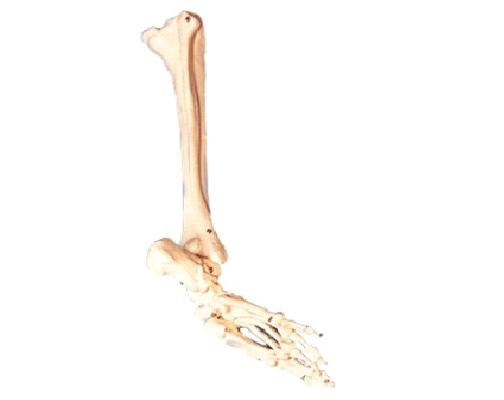 康人 足骨、腓骨與脛骨模型 KAR/11132