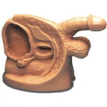  高級男性導(dǎo)尿外生殖器模型KAS-A1  可進行導(dǎo)尿操作