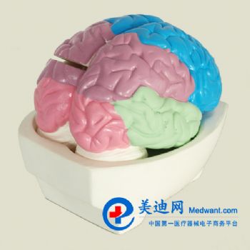  大腦分葉模型YLM-A18204  