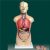  男、女兩性人體半身軀干模型KAR/10003D  